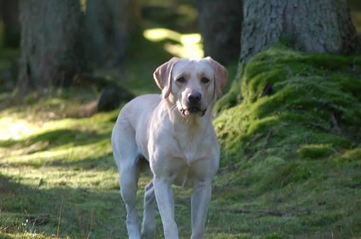 Labrador retriever Cooper - I skoven billede 17