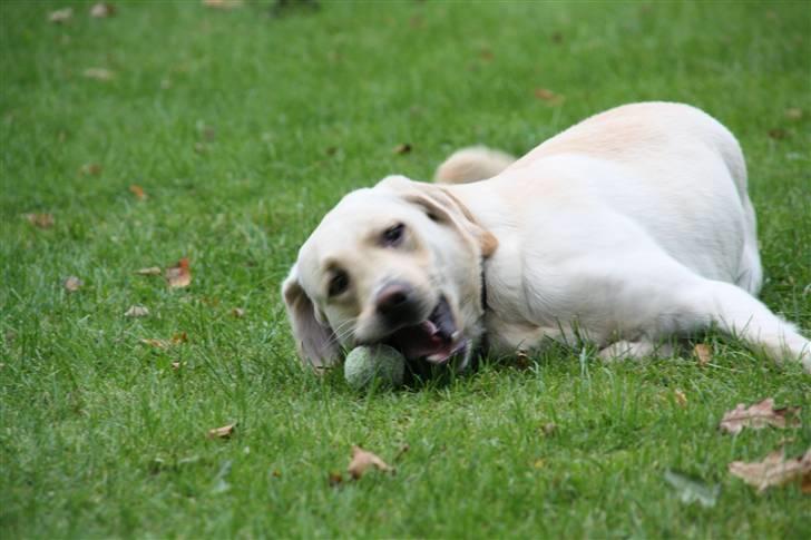 Blanding af racer Zacho billede 18