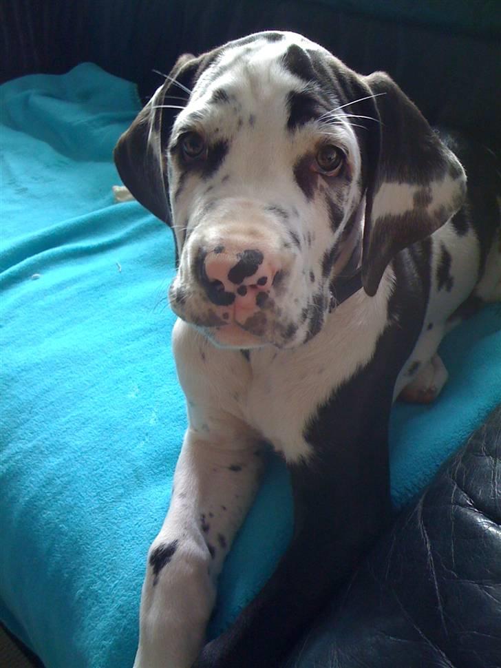 Grand danois Alma billede 7