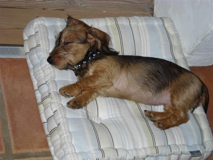 Gravhund Chessy - lille:-D.
 billede 8