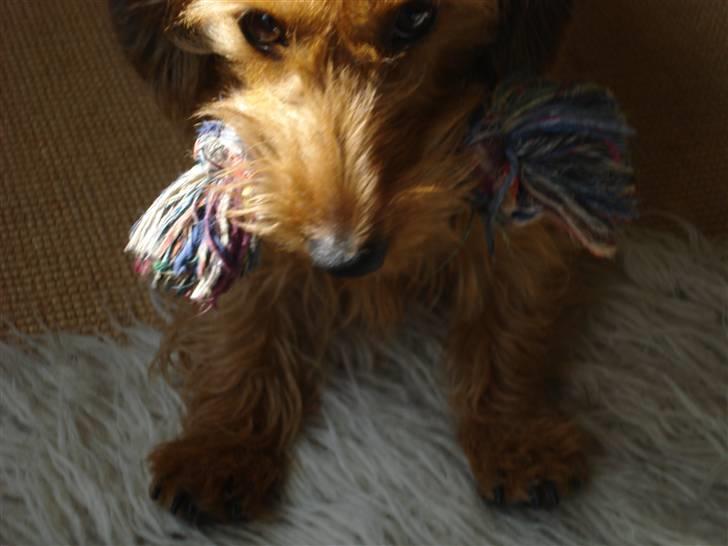 Gravhund Chessy - Med legedyr:-). billede 3