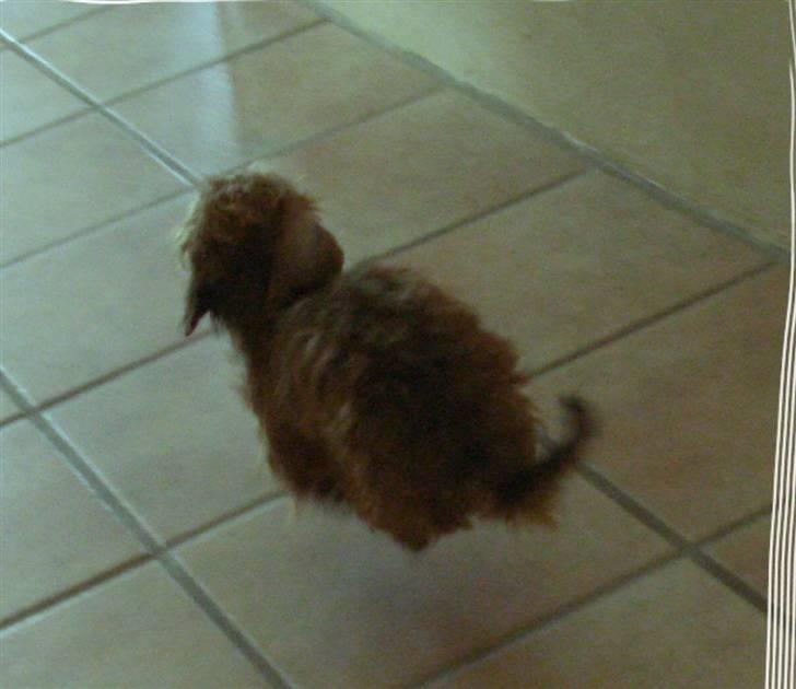 Gravhund Chessy - I luften.dx billede 2