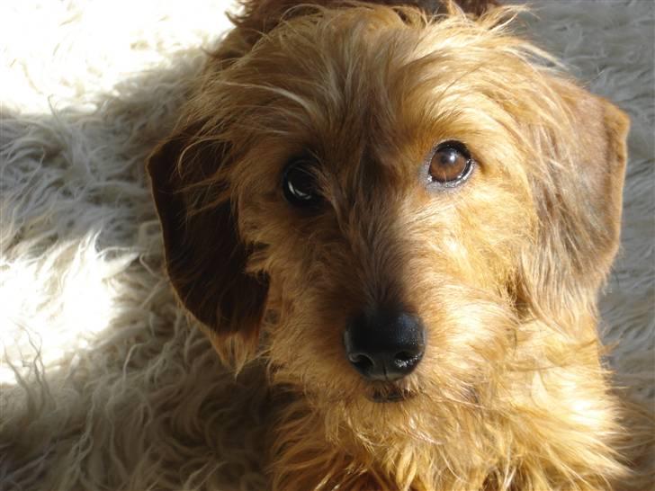 Gravhund Chessy - Chessy:-).
 billede 1