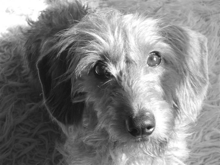 Gravhund Chessy - sort/hvid. billede 6