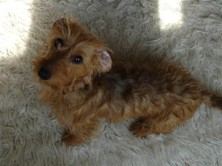 Gravhund Chessy - Chessy:-). billede 4