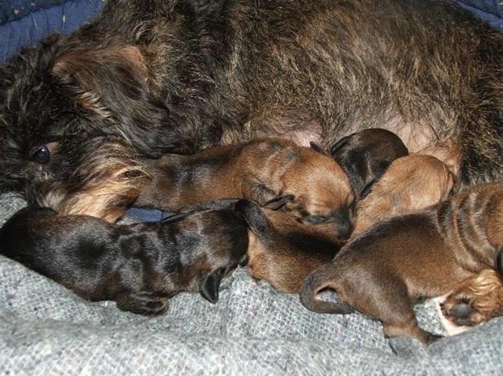 Gravhund Chessy - Helt lille.d; billede 5