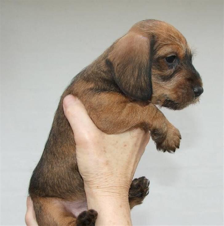 Gravhund Chessy - som lille:-). billede 7