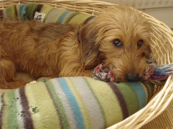 Gravhund Chessy - I kurv:-D. billede 9