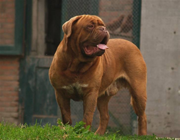 Dogue de bordeaux Rouge Von Nordniedersache billede 1