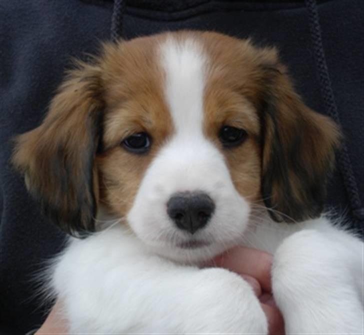 Kooikerhondje Vitovanis Bernardo De Bel Tar billede 15