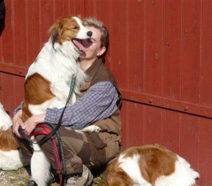 Kooikerhondje Vitovanis Bernardo De Bel Tar billede 16