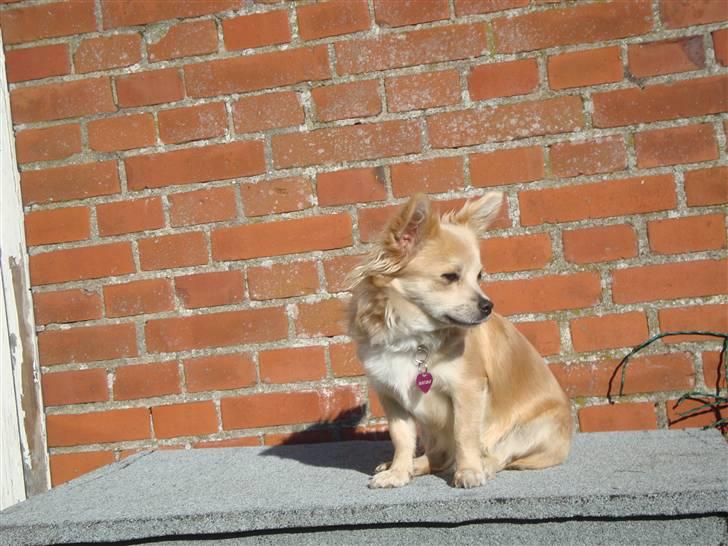 Chihuahua Gucci <3 billede 1