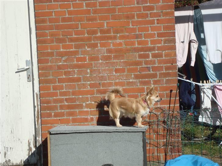 Chihuahua Gucci <3 billede 3