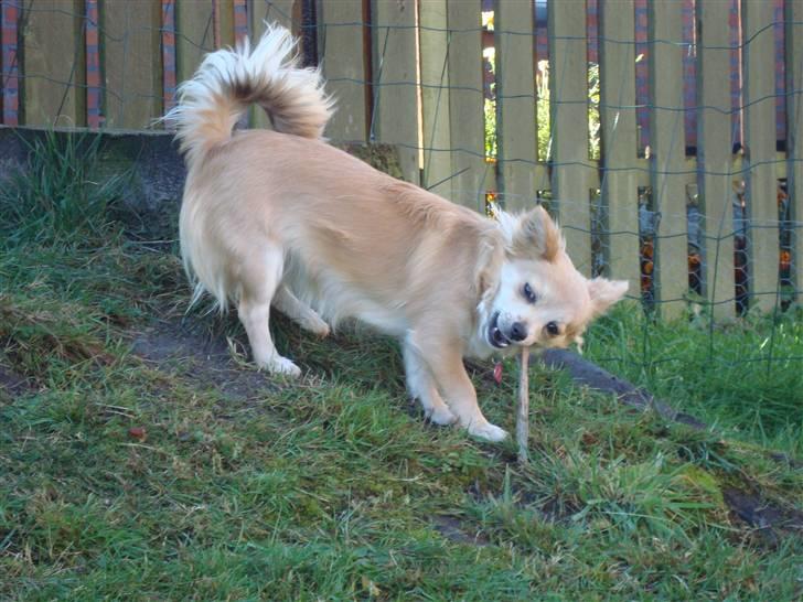 Chihuahua Gucci <3 billede 4