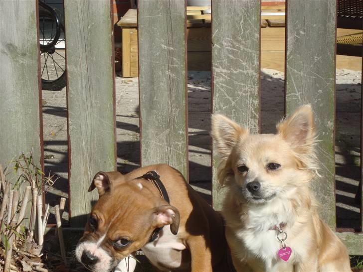 Chihuahua Gucci <3 billede 5