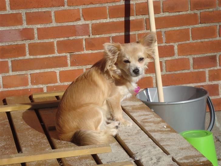 Chihuahua Gucci <3 billede 6