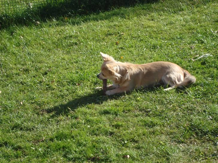 Chihuahua Gucci <3 billede 7