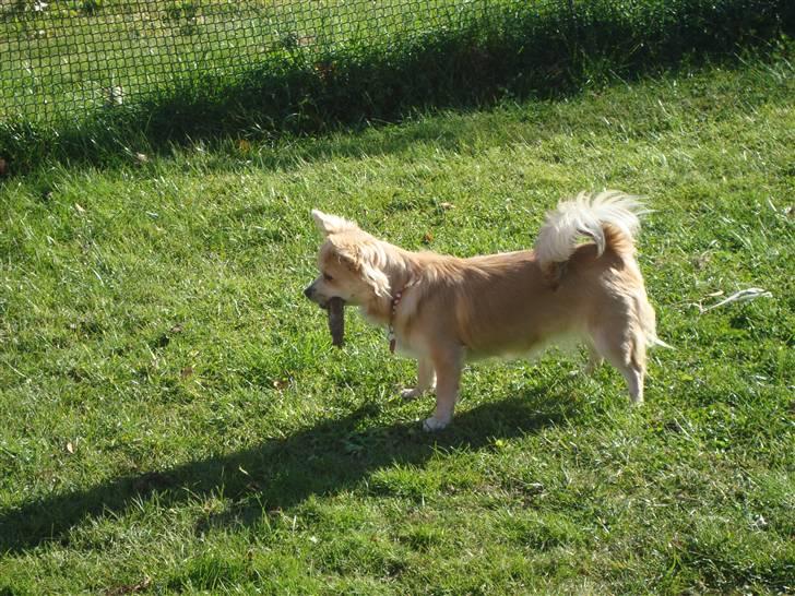 Chihuahua Gucci <3 billede 8