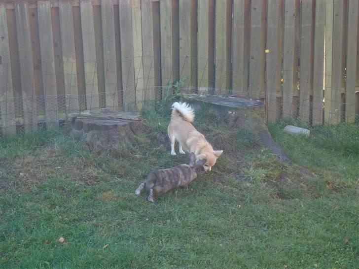 Chihuahua Gucci <3 billede 9