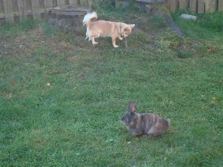 Chihuahua Gucci <3 billede 10