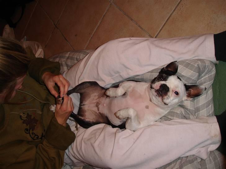 Boston terrier Ozzy billede 8