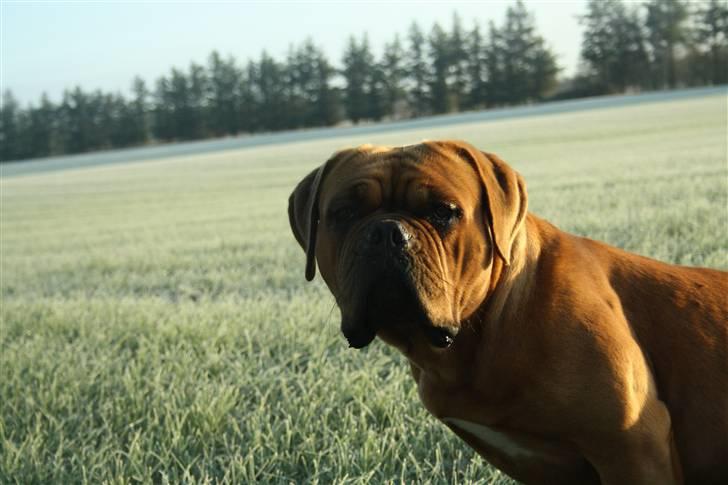 Dogue de bordeaux samia (Himmelhund) billede 16