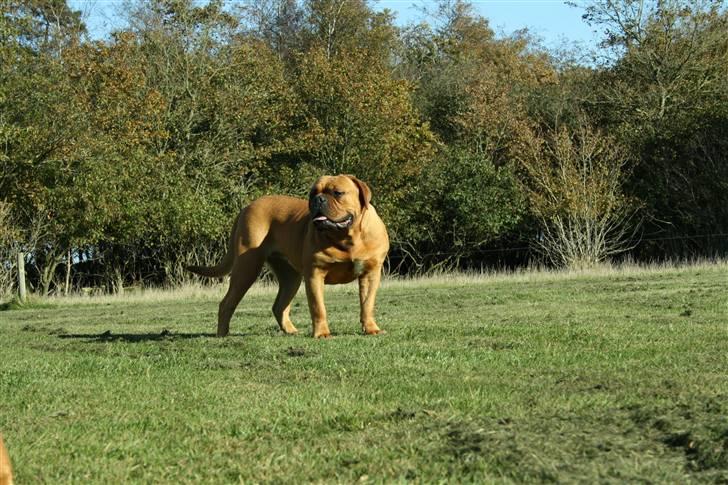 Dogue de bordeaux samia (Himmelhund) billede 17