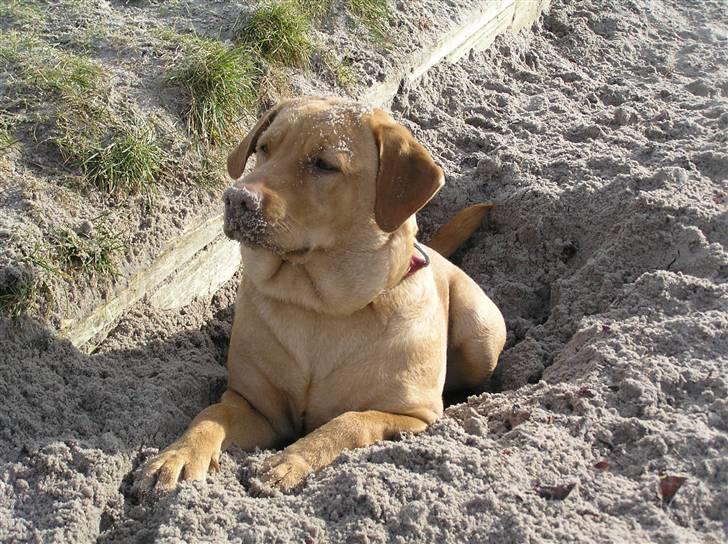 Labrador retriever molly R.I.P billede 15