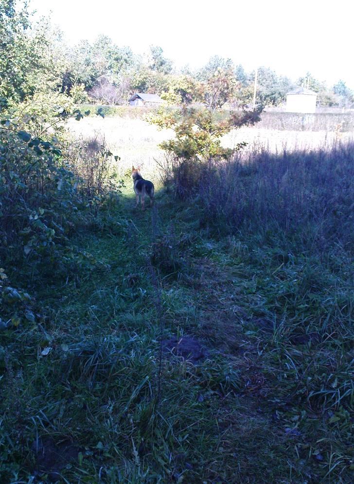 Schæferhund Frida <3 R.I.P. oktober 2012 <3 - Sejt at stå i skygge og sol på samme tid:) billede 9