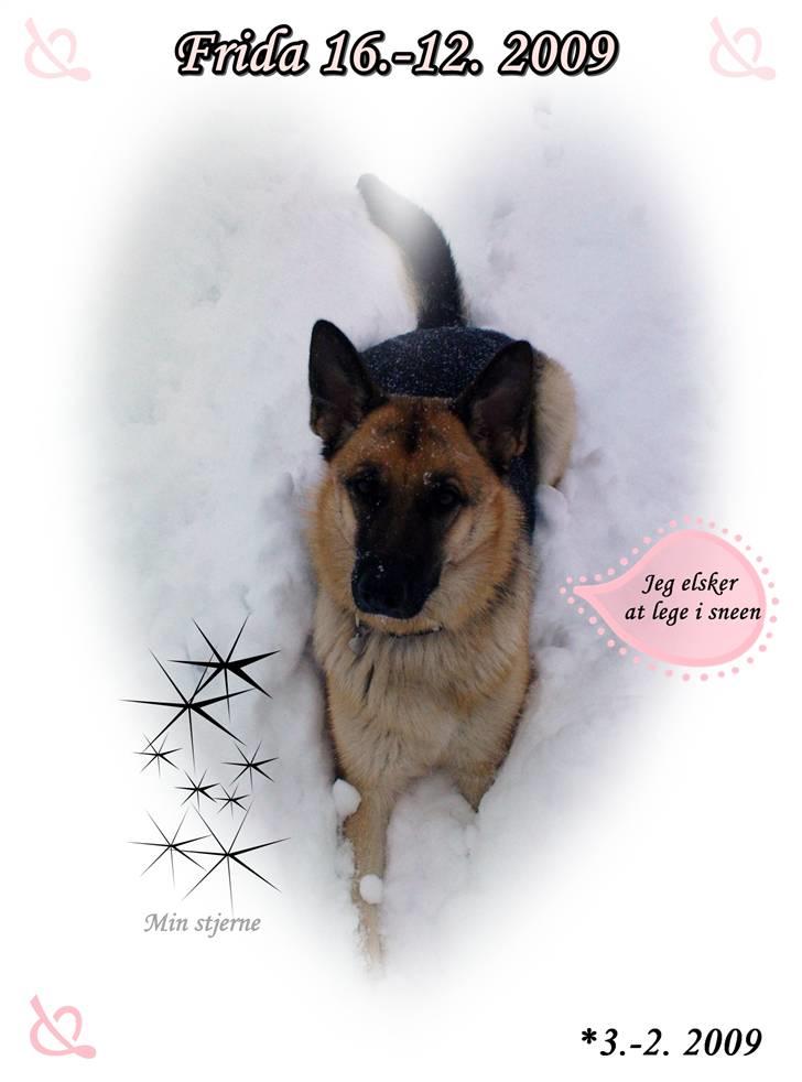 Schæferhund Frida <3 R.I.P. oktober 2012 <3 billede 10