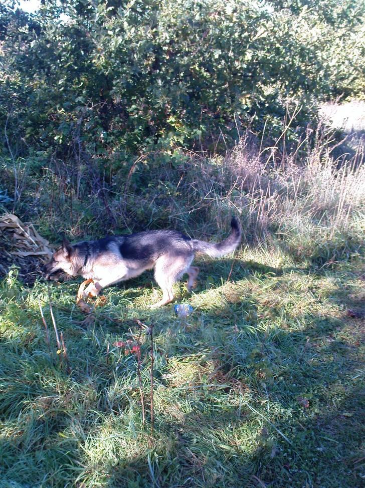 Schæferhund Frida <3 R.I.P. oktober 2012 <3 - Aha!! billede 11