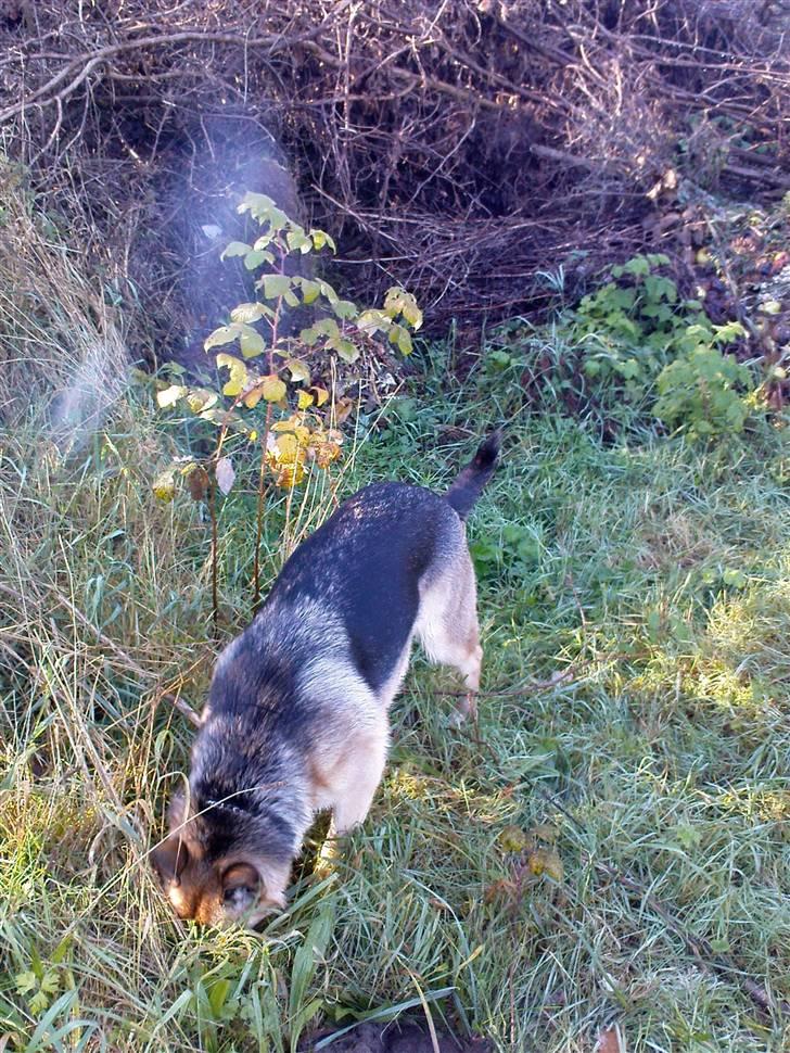 Schæferhund Frida <3 R.I.P. oktober 2012 <3 - Jeg er altså sikker på, jeg så en mus... billede 12