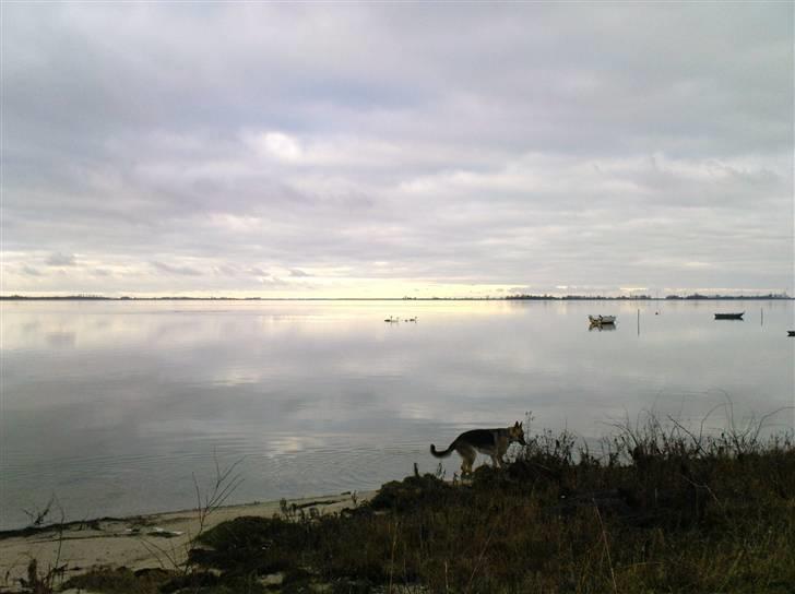 Schæferhund Frida <3 R.I.P. oktober 2012 <3 - Seden strand - en dejlig eftermiddagstur billede 13