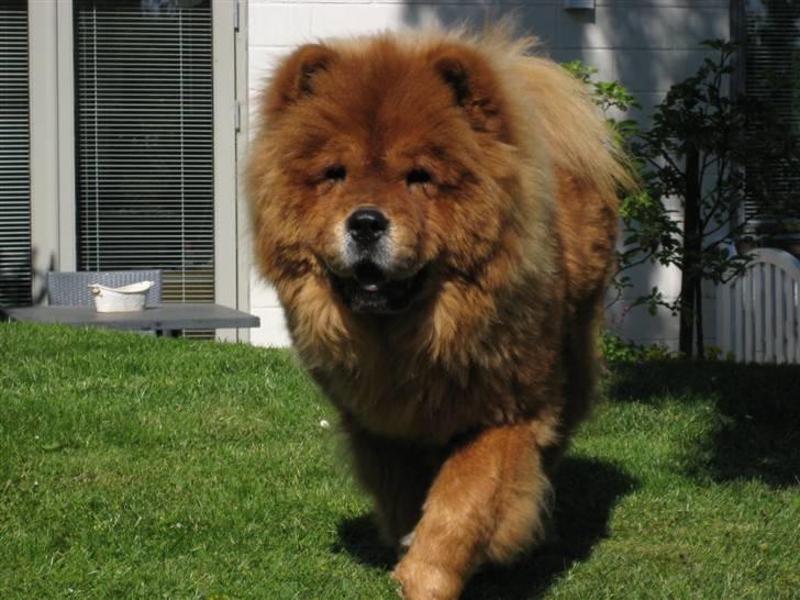 Chow chow Shantie - Ude i haven billede 1