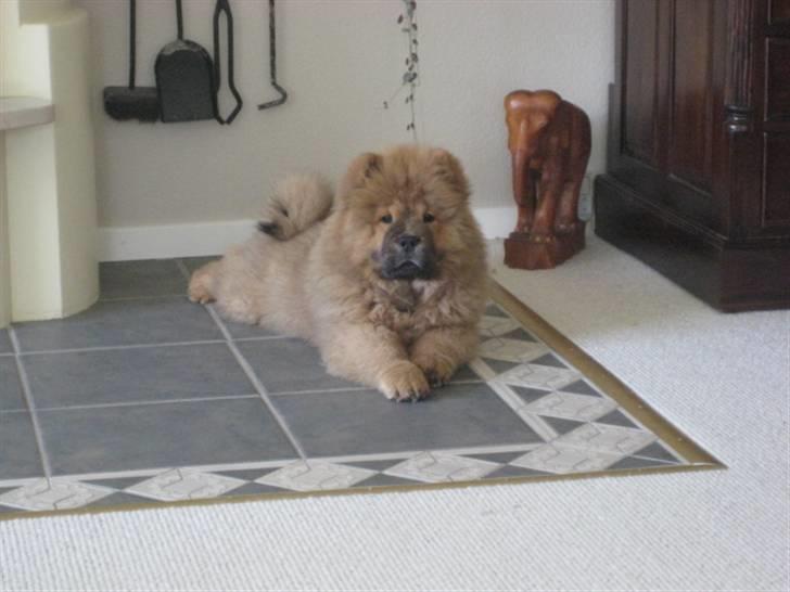 Chow chow Shantie - Shantie nyder varmen fra pejsen billede 2