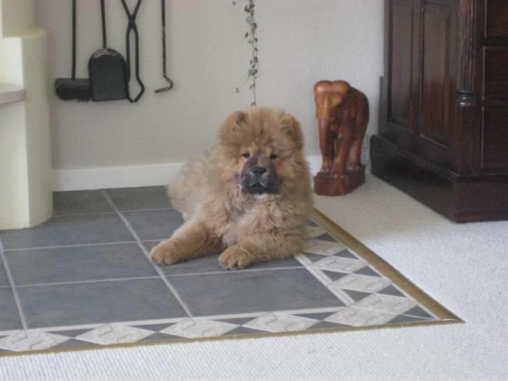 Chow chow Shantie billede 3
