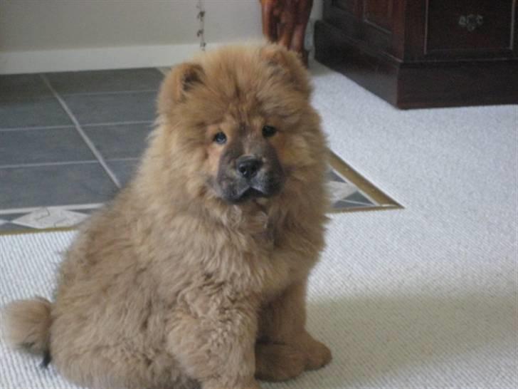 Chow chow Shantie - Shantie på ca. 5 måneder billede 4