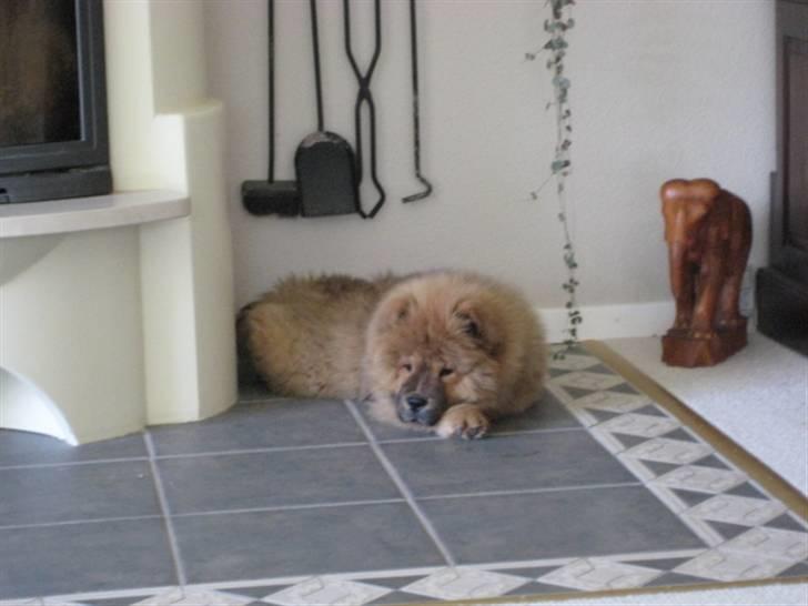 Chow chow Shantie billede 5