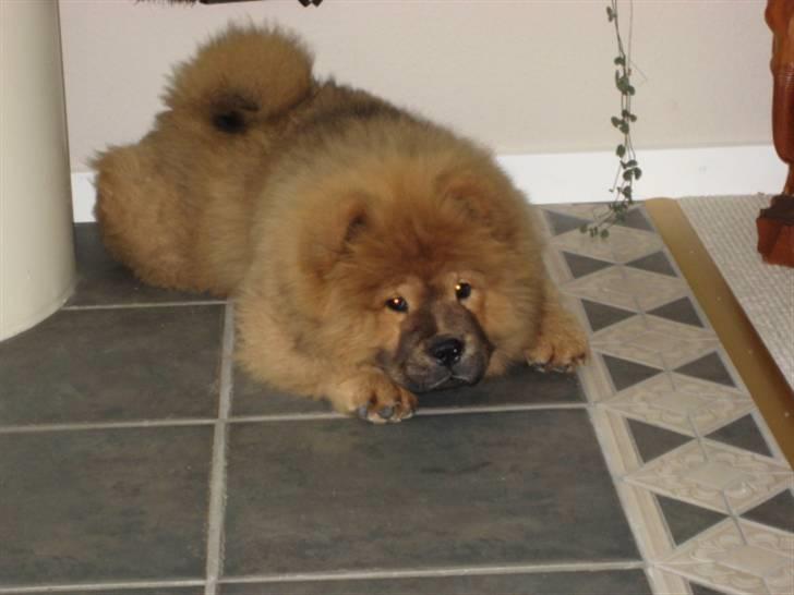 Chow chow Shantie billede 6