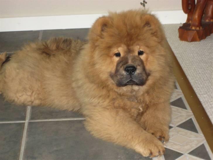 Chow chow Shantie billede 8