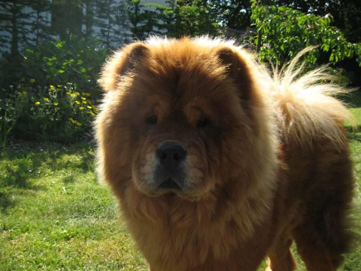 Chow chow Shantie billede 9