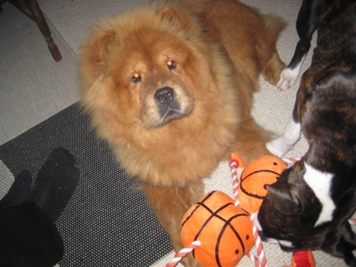 Chow chow Shantie - Shantie ligger med sine nye juleaver 2008 billede 10