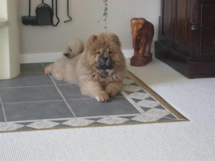 Chow chow Shantie billede 11