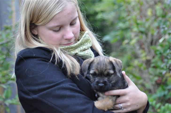 Border terrier Lutra's Morgan billede 1