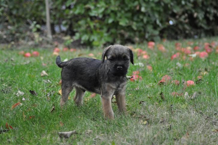 Border terrier Lutra's Morgan billede 2