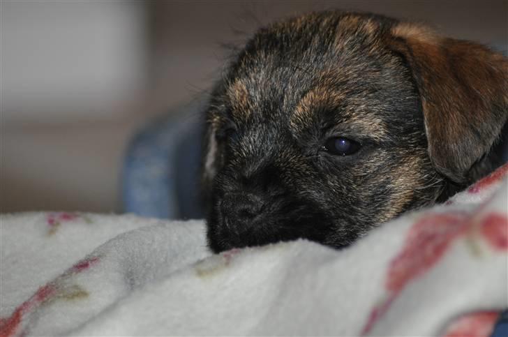 Border terrier Lutra's Morgan billede 3