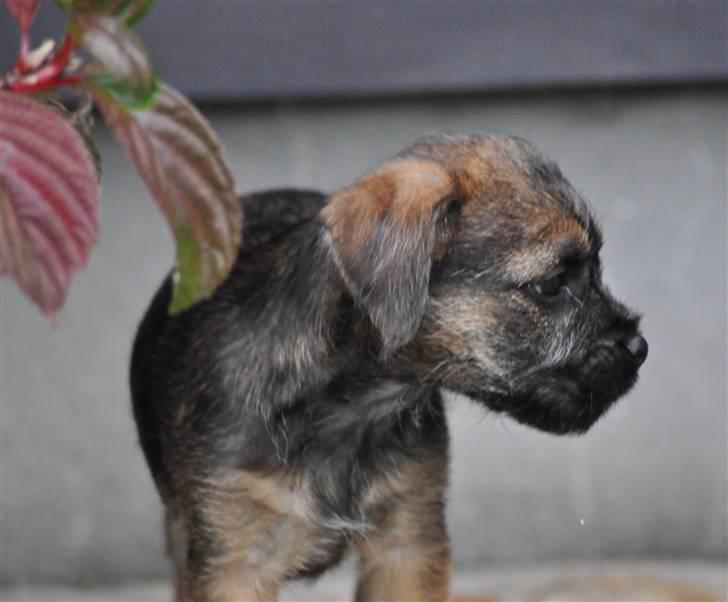 Border terrier Lutra's Morgan billede 4