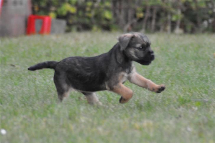 Border terrier Lutra's Morgan billede 5