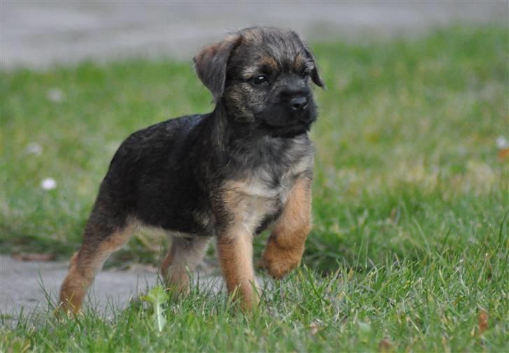 Border terrier Lutra's Morgan billede 6