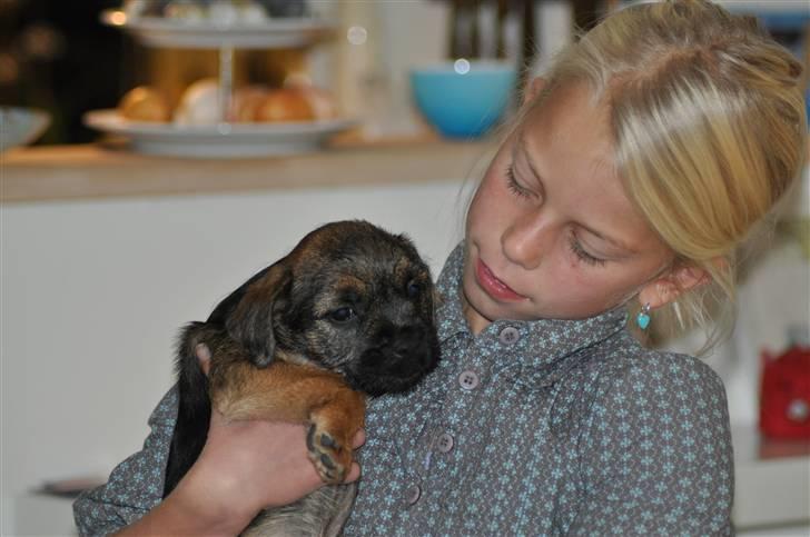 Border terrier Lutra's Morgan billede 7